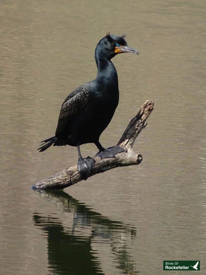 A black bird perched on a branch in the water.