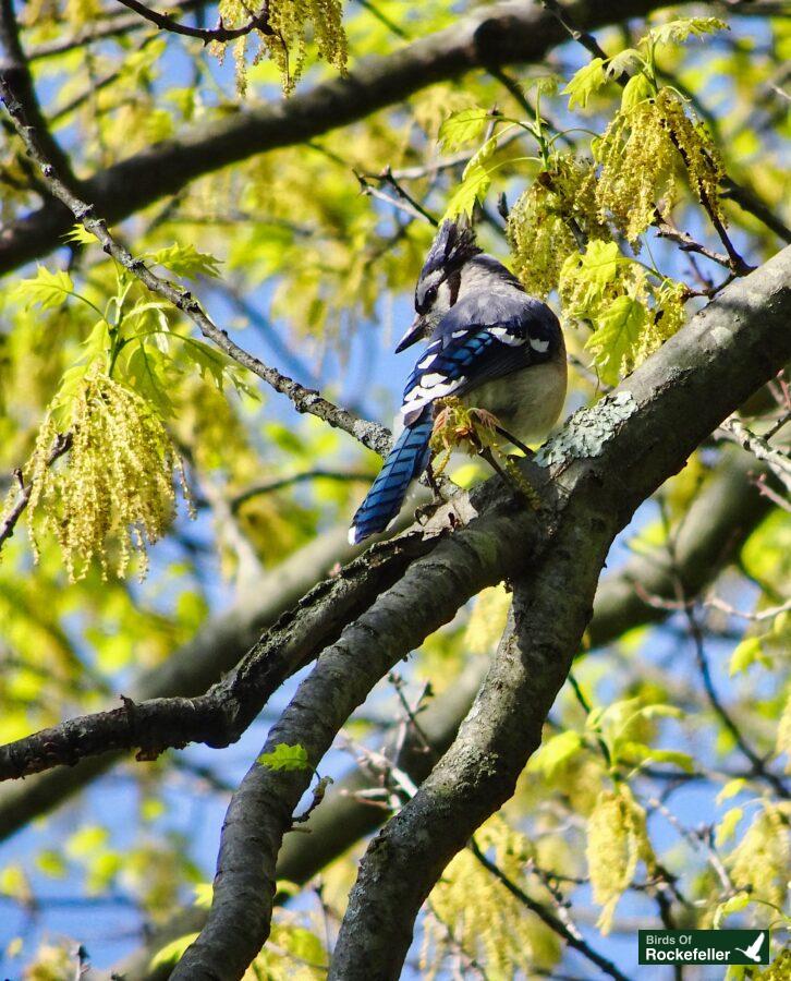 A blue jay perched on a tree branch.