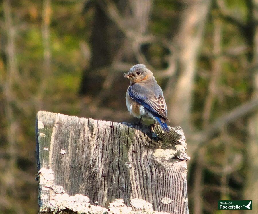 A bluebird is sitting on top of a wooden post.