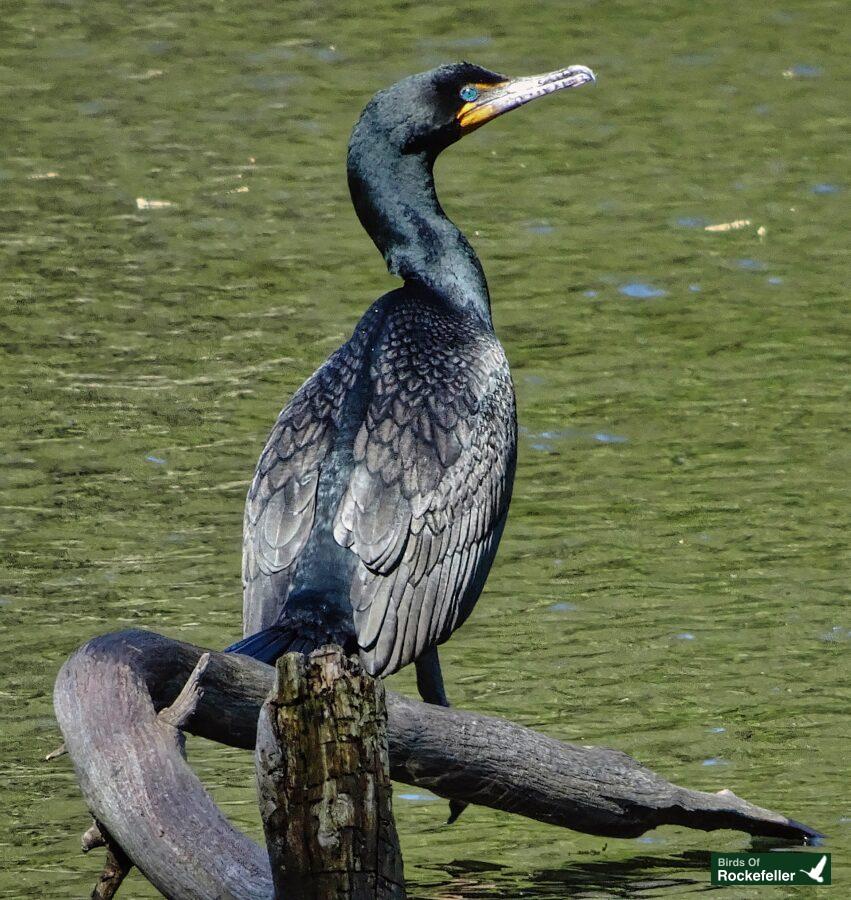 A bird perched on a branch in the water.