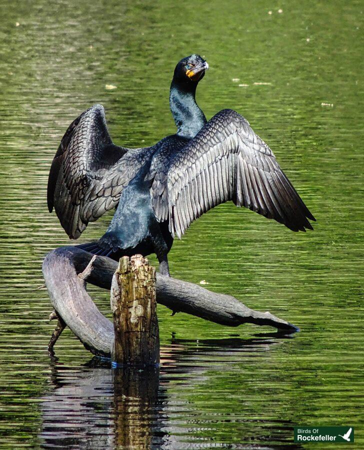 A cormorant spreads its wings in the water.