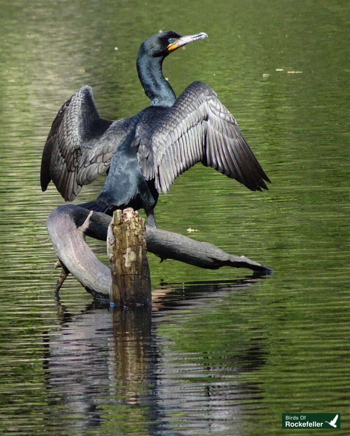 A black bird perched on a branch in the water.