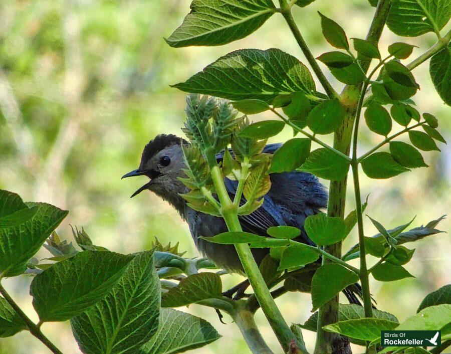 A gray bird perched on a branch.