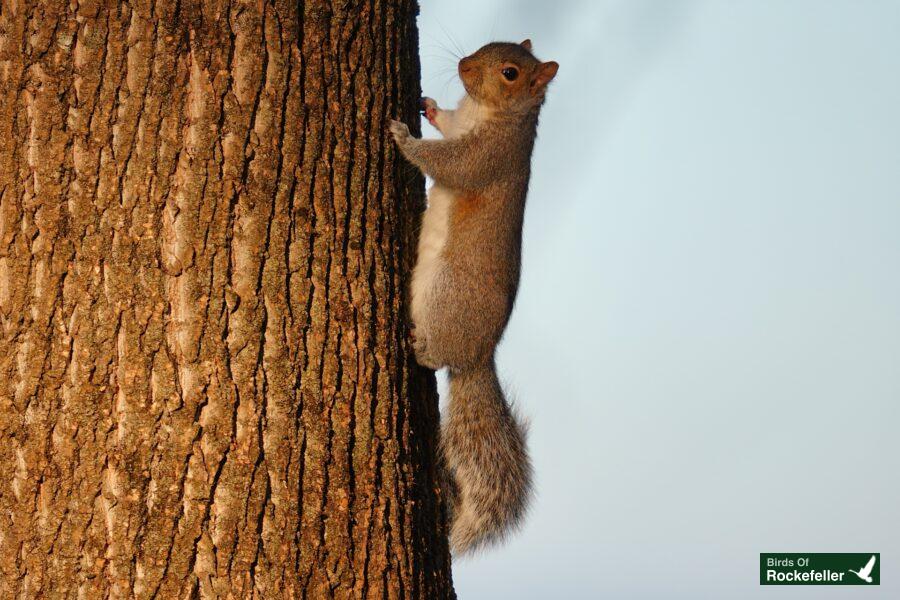 A gray squirrel on a tree trunk.