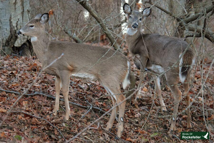 Two deer standing in a wooded area.