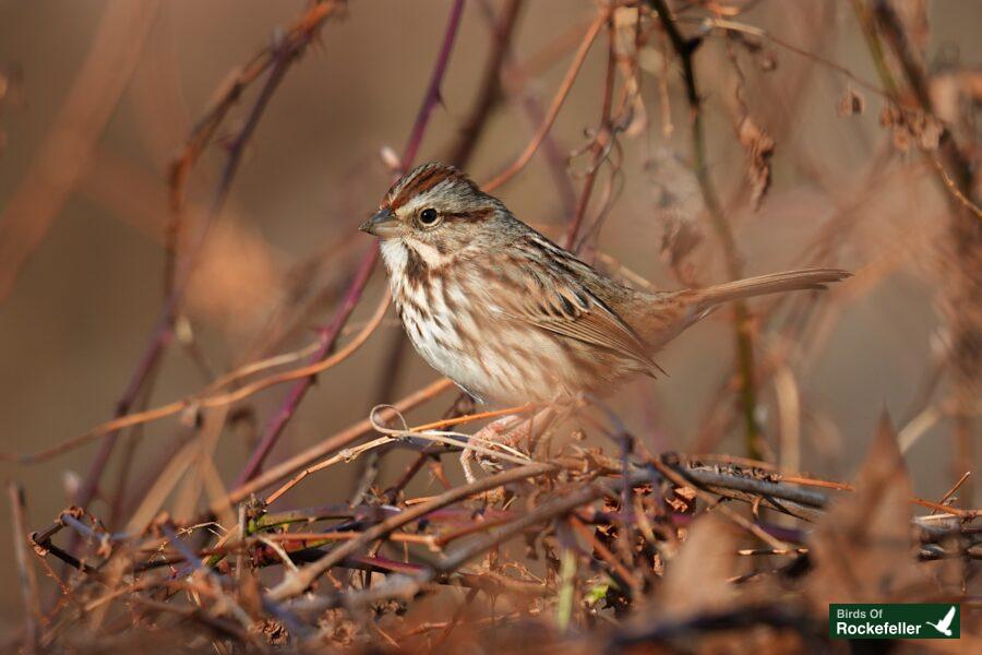 A bird perched on a branch.