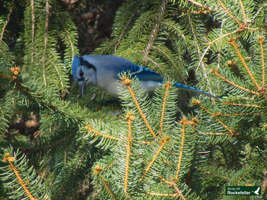 A blue jay perched on a branch of a pine tree.