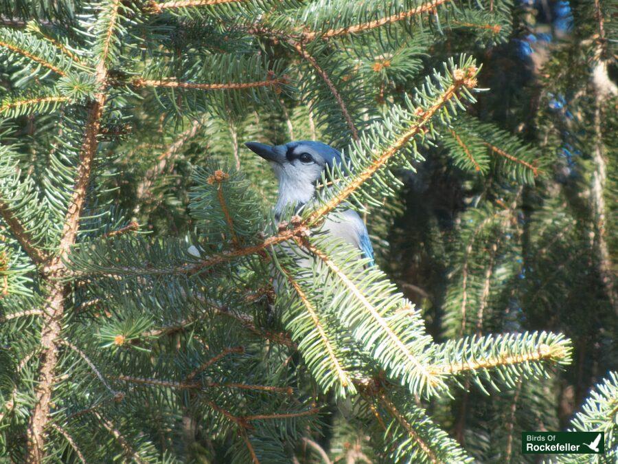 A blue bird perched on a branch of a pine tree.