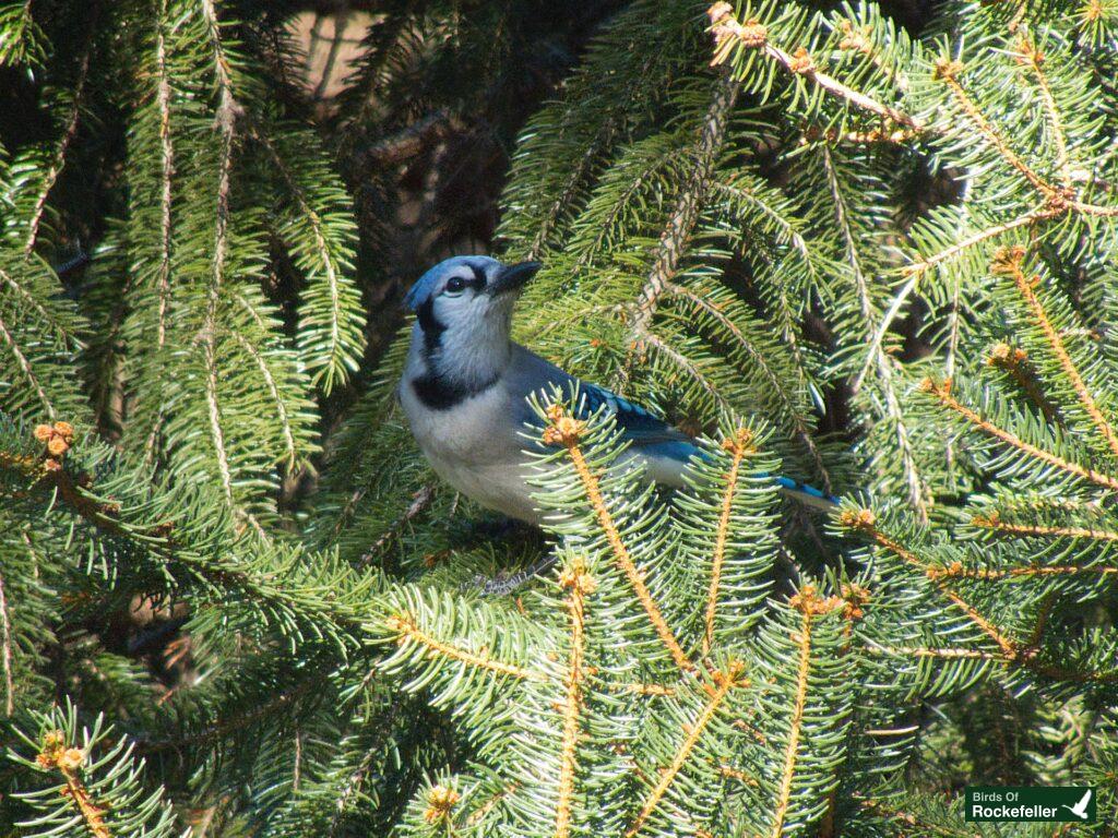 A blue jay perched on a branch of a pine tree.