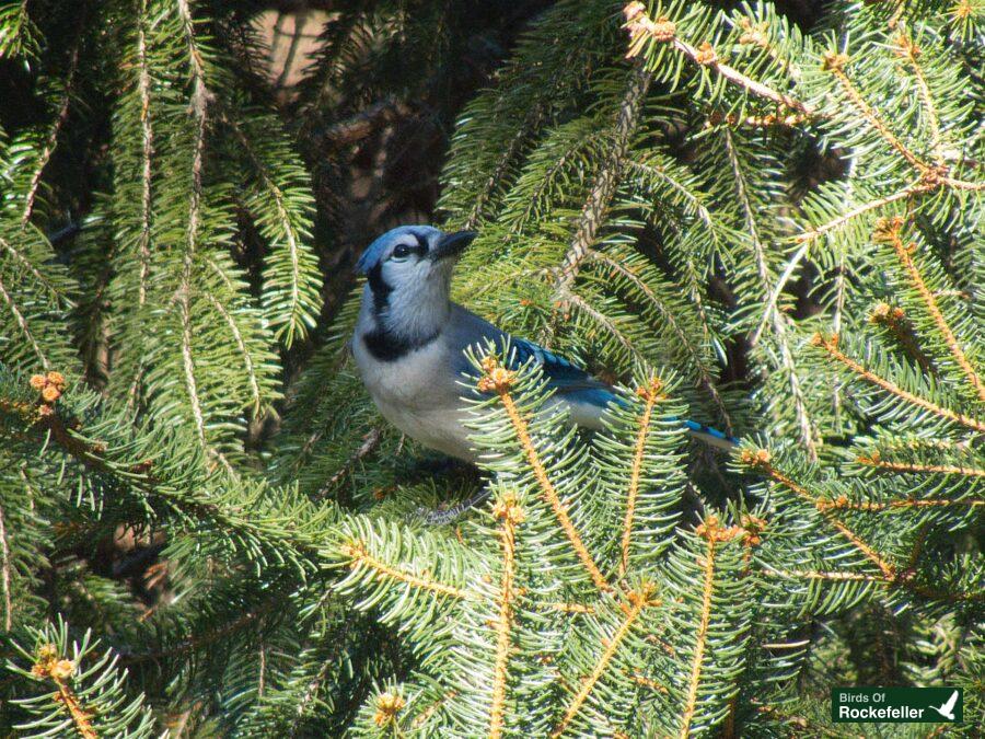 A blue jay perched on a branch of a pine tree.