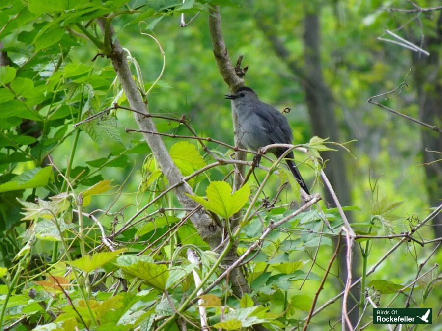 A gray bird perched on a branch in the woods.