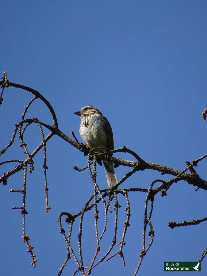 A small bird perched on a branch against a blue sky.