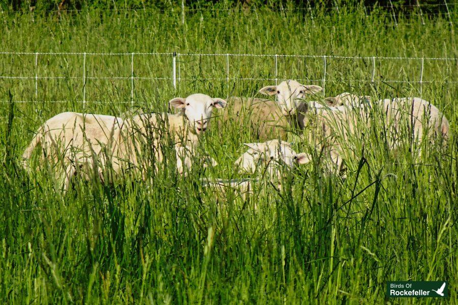 A group of sheep standing in a field of tall grass.