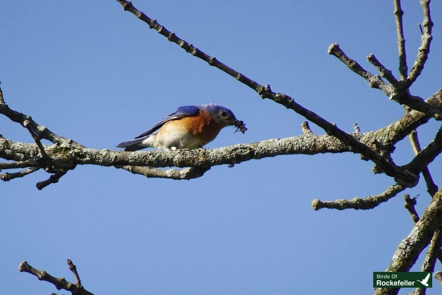 A blue bird perched on a tree branch.