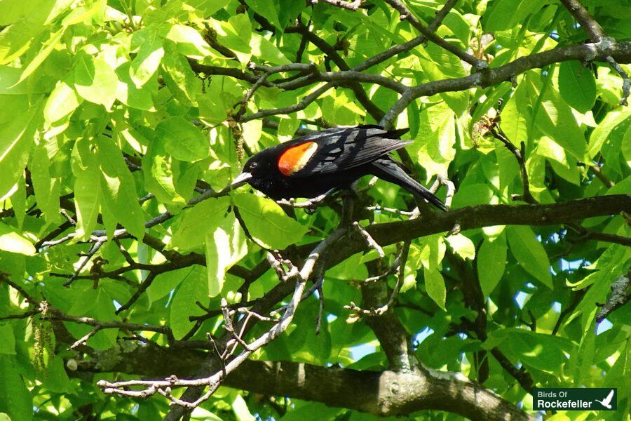 A bird perched on a branch in a tree.