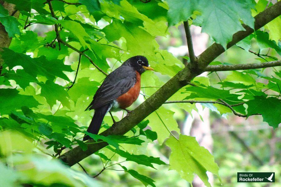 A bird perched on a tree branch.