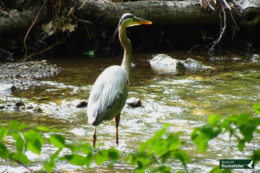 A gray heron is standing in the water.