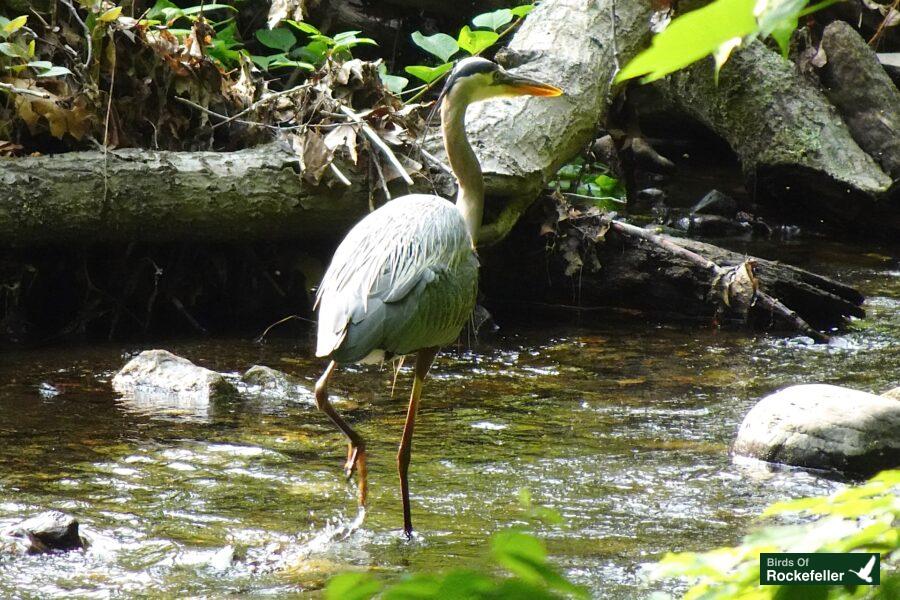 A great blue heron is standing in a stream.