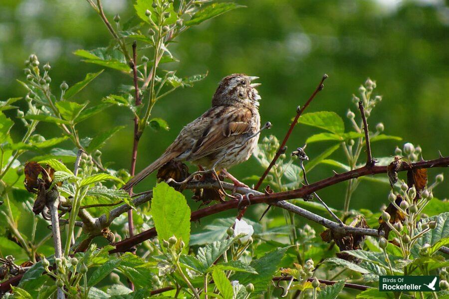 A bird is sitting on top of a branch.