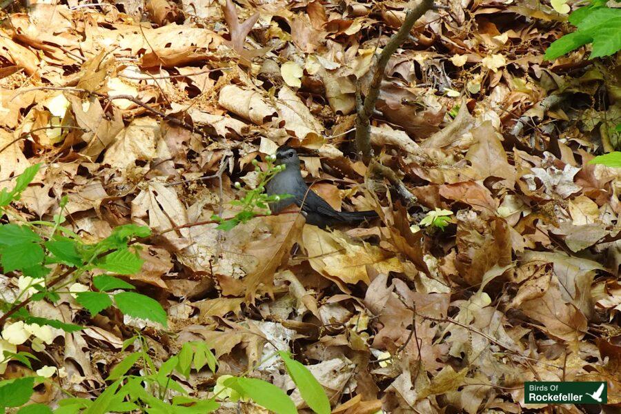 A bird is sitting in a pile of leaves.