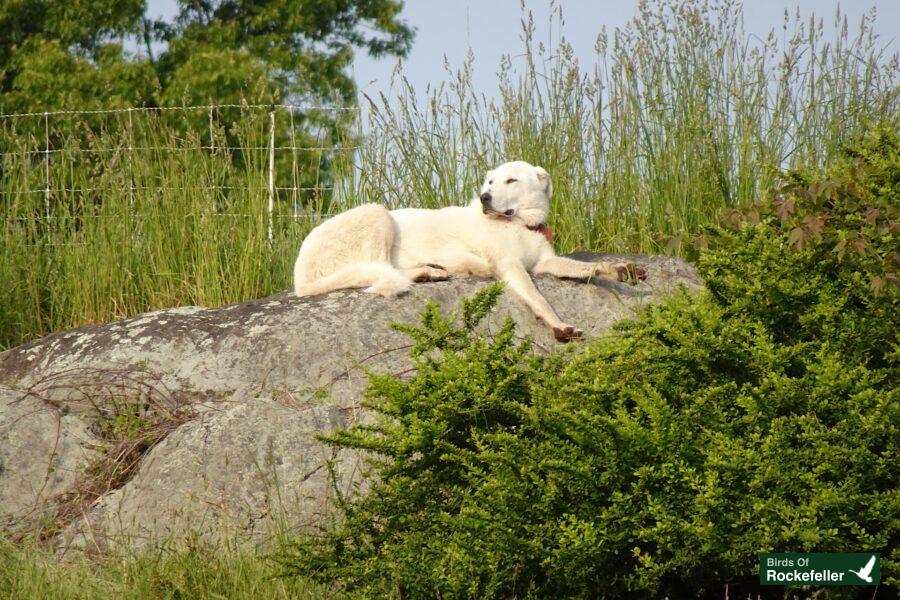 A white dog laying on top of a rock.