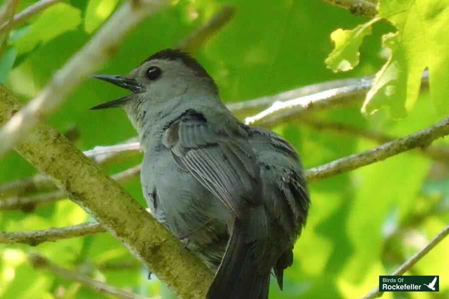 A gray bird perched on a tree branch.