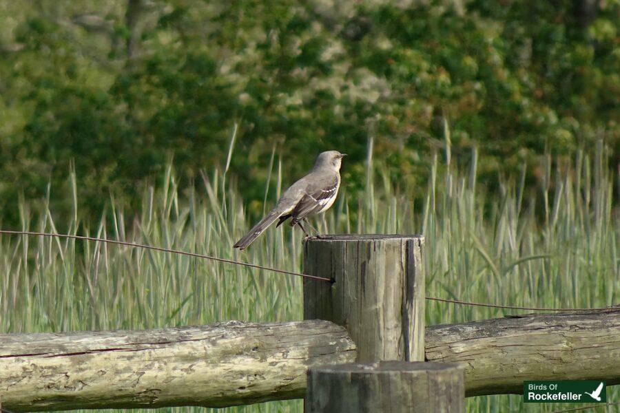 A bird perched on a wooden fence post.