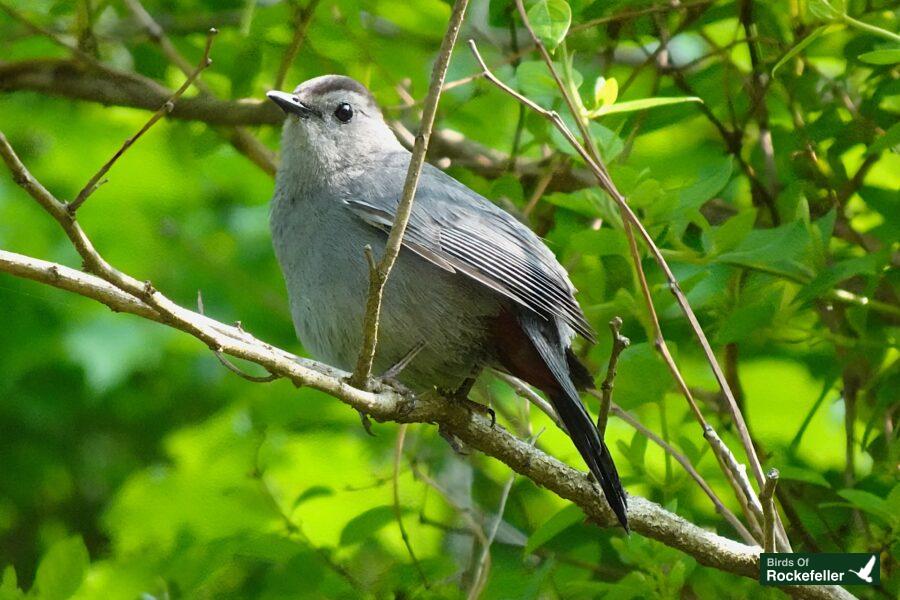 A gray bird perched on a branch in the forest.