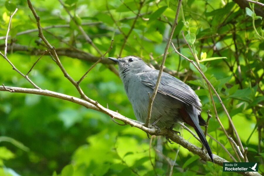 A gray bird perched on a branch in the forest.