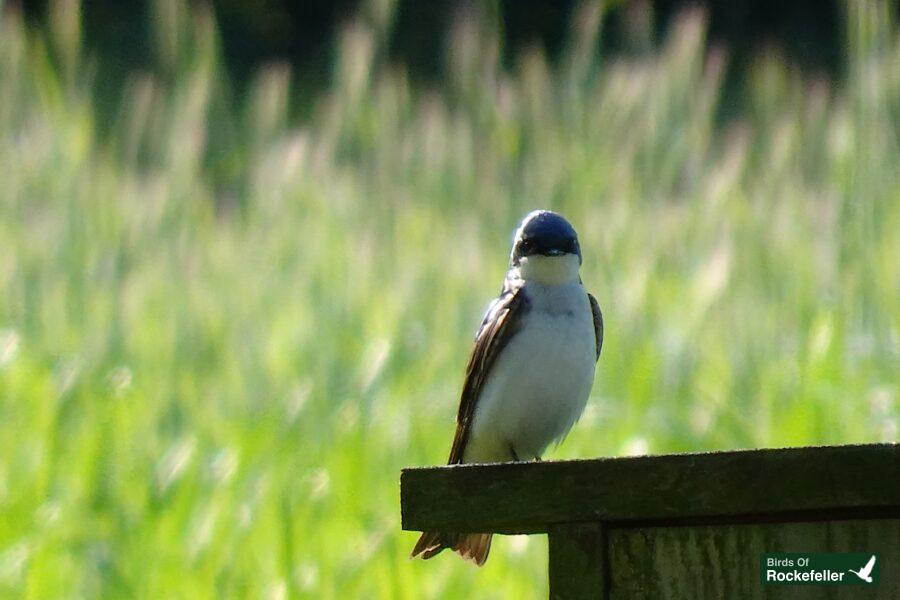 A blue and white bird sitting on top of a wooden box.