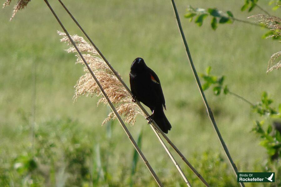 A black bird perched on reeds in a grassy field.