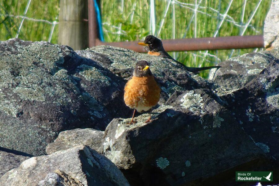 Two birds sitting on rocks in a field.