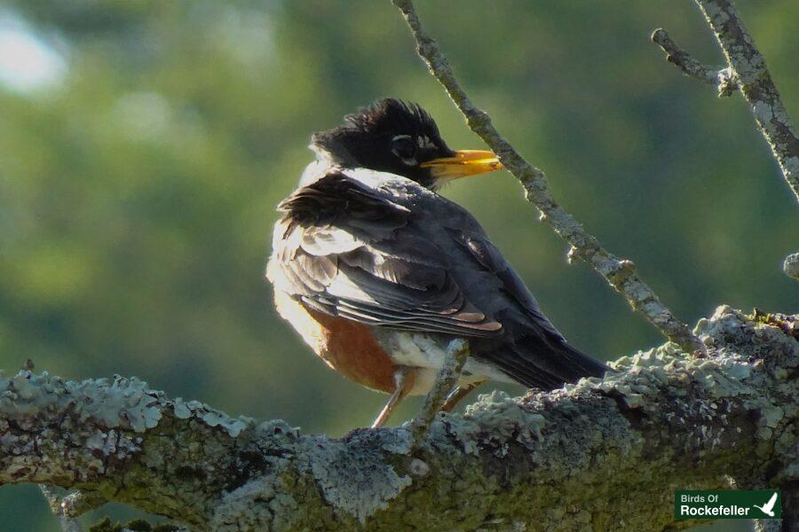 A small bird is sitting on a tree branch.