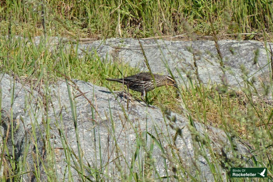 A bird is standing on a rock in the grass.