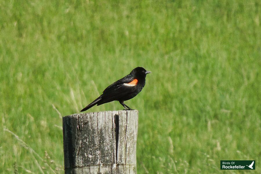 A black bird perched on a wooden post in a grassy field.