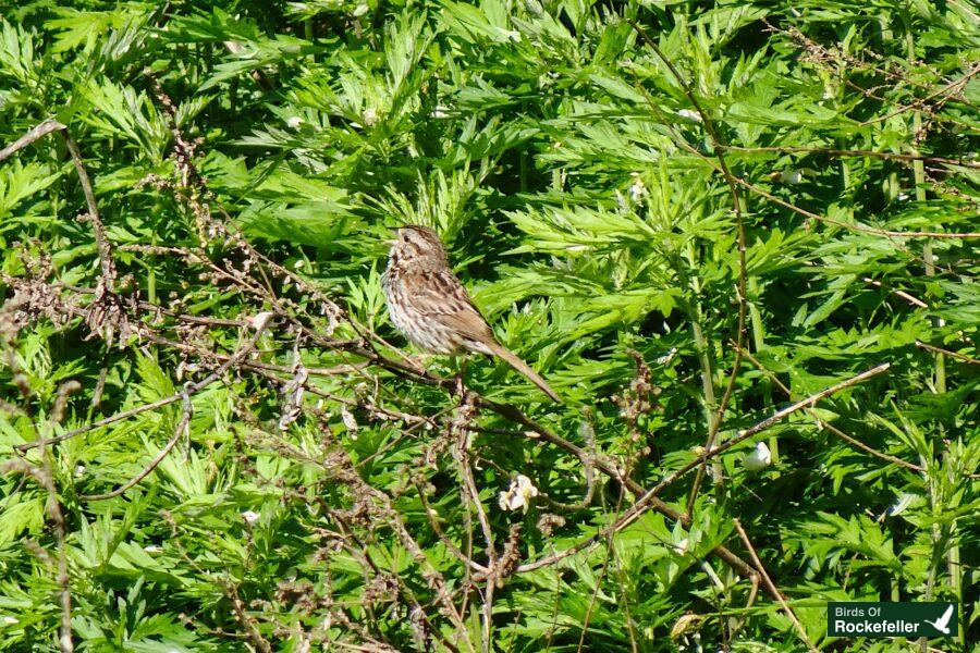 A small bird perched on a branch.