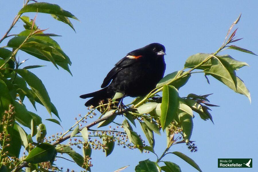 A black bird perched on a branch.