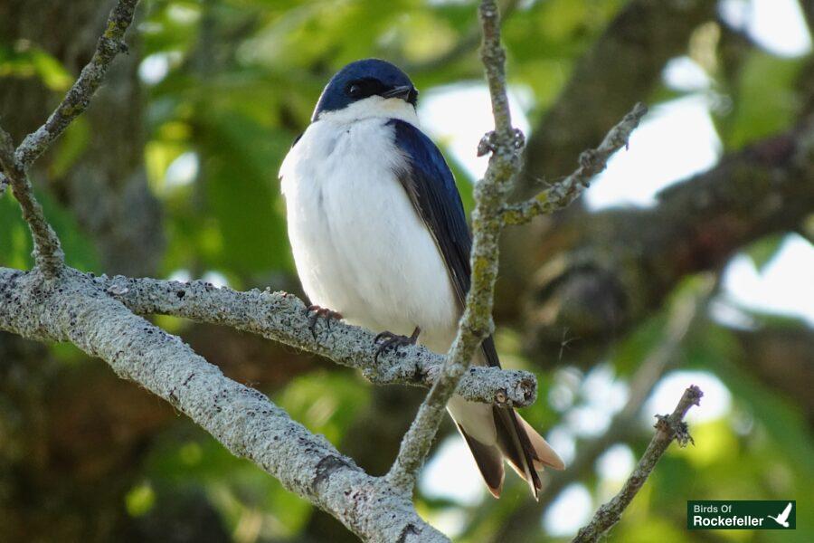 A blue and white bird perched on a branch.