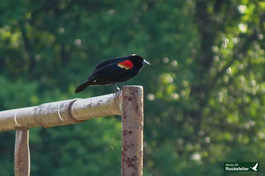 A black and red bird perched on a metal post.