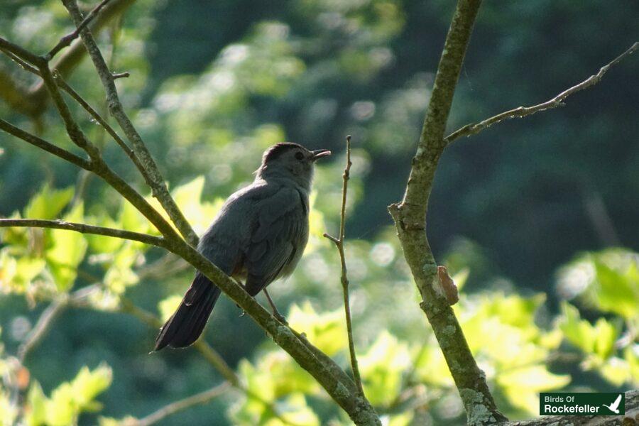 A gray bird perched on a tree branch.