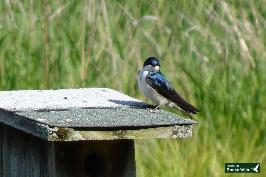 A bird perched on top of a birdhouse.