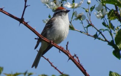 Chipping Sparrow – Rockefeller State Park Preserve