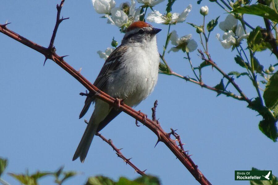 A small bird perched on a branch with white flowers.