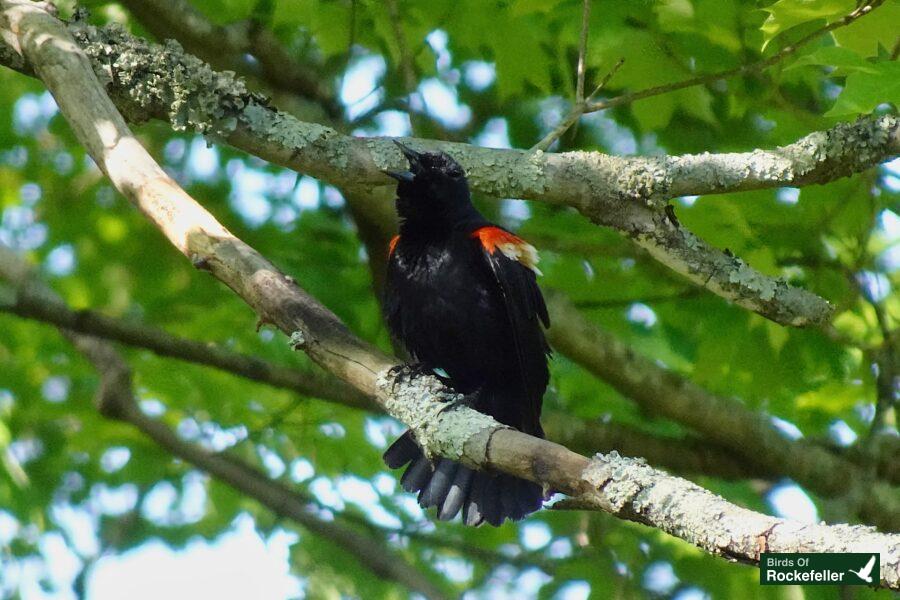 A red-winged blackbird perched on a tree branch.