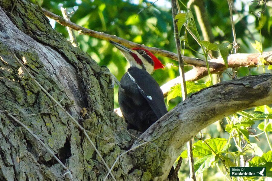 A red headed woodpecker perched in a tree.