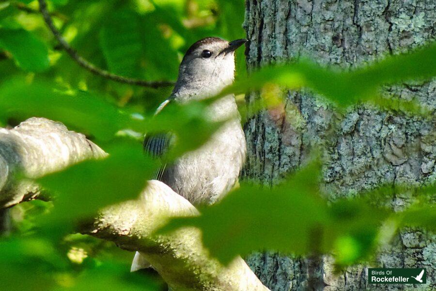 A gray bird perched on a tree branch.