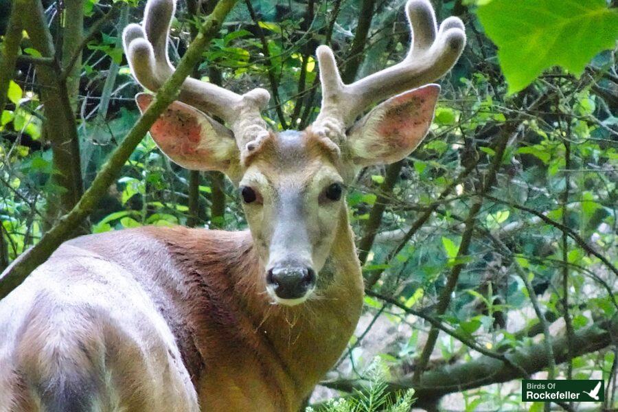 A white tailed deer is standing in the woods.