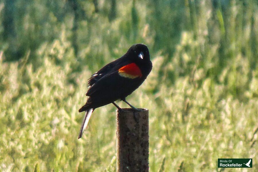 A black and red bird perched on a wooden post.