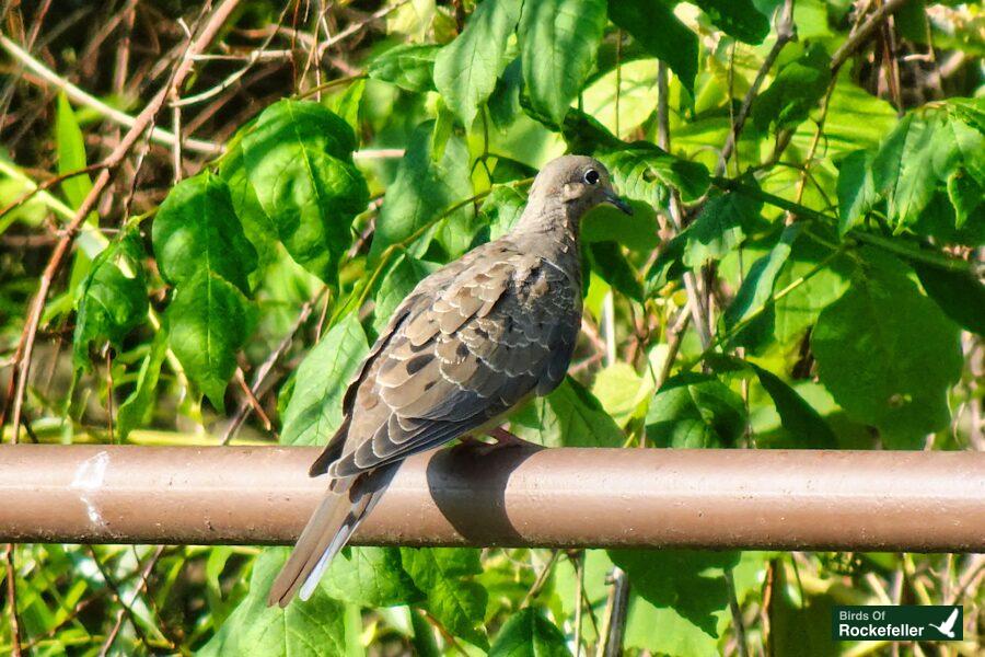 A bird perched on a metal railing.