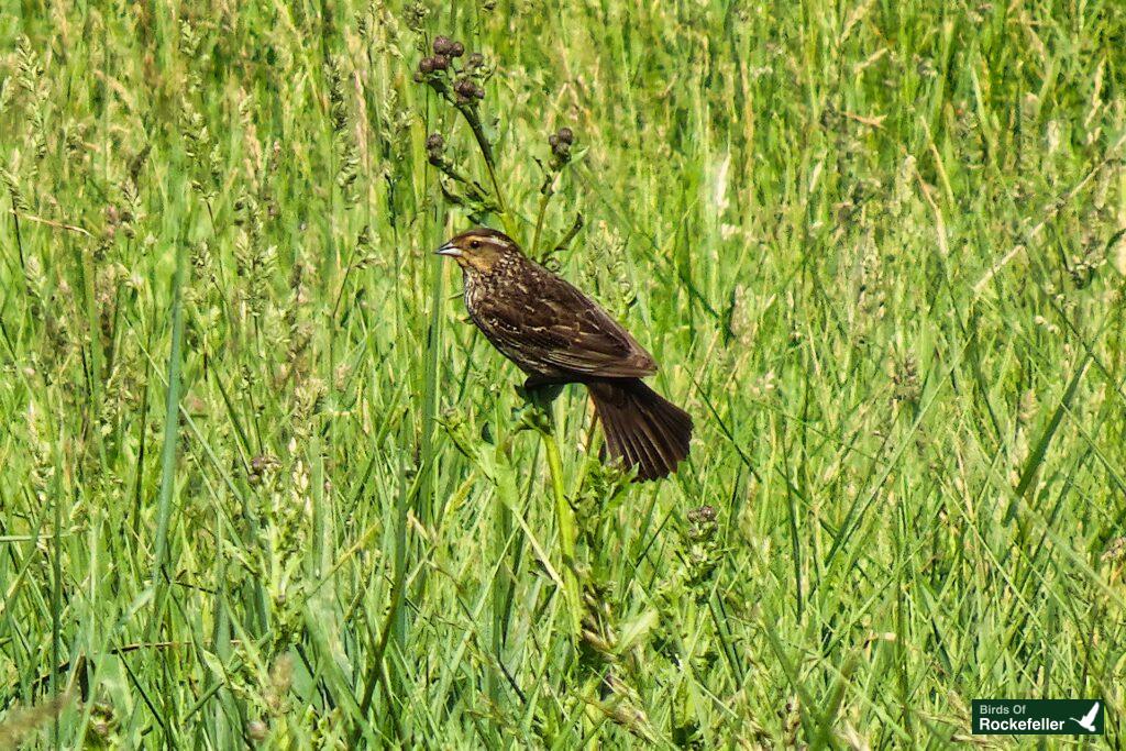 A bird perched on top of tall grass.